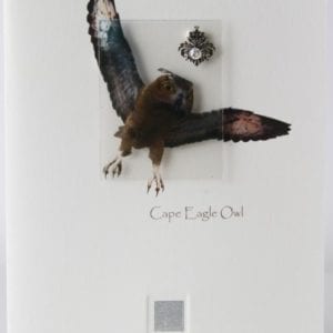 ZCEO - Cape Eagle Owl