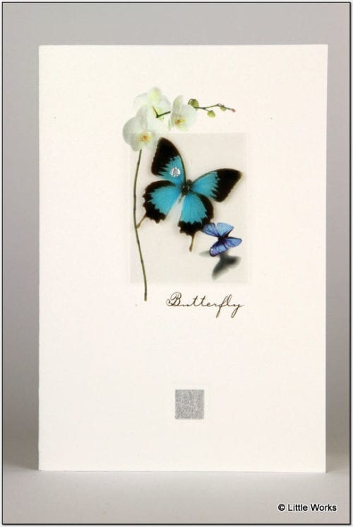 ZBF - Butterfly