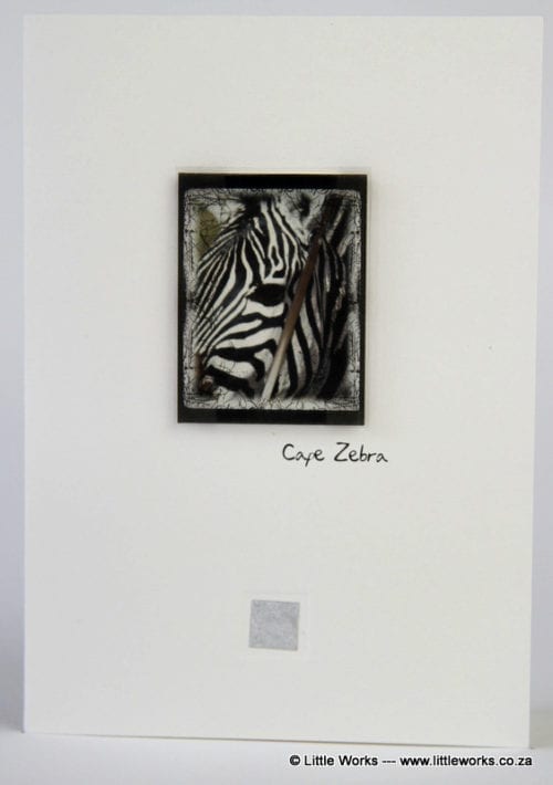 ZCZ - Cape Zebra