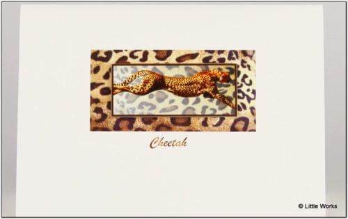 SCH - Cheetah