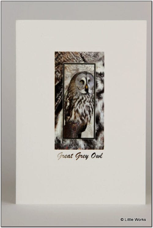 SGGO - Great Grey Owl