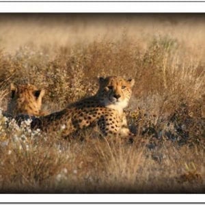 WK - Cheetahs